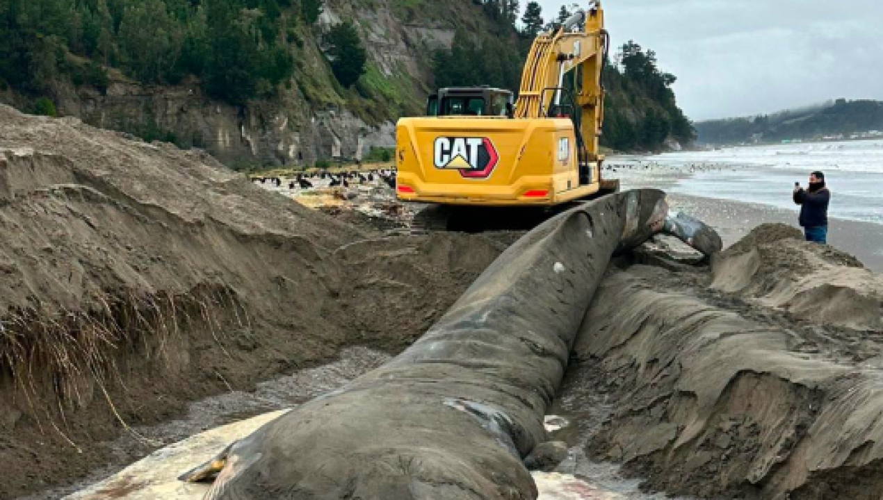 /municipalidad-de-arauco-realiza-disposicion-final-de-ballena-fin-varada-en