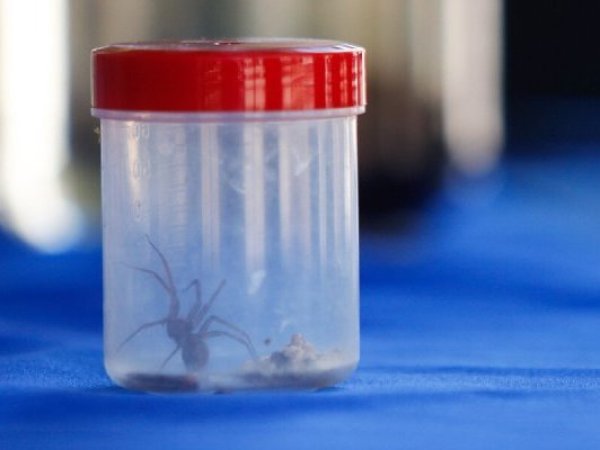 Araña de rincón: Aumenta el riesgo de mordeduras en meses de calor