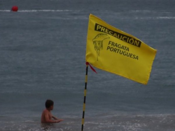 Autoridades decretan cierre de playas por avistamiento de fragata portuguesa en la región de Valparaíso