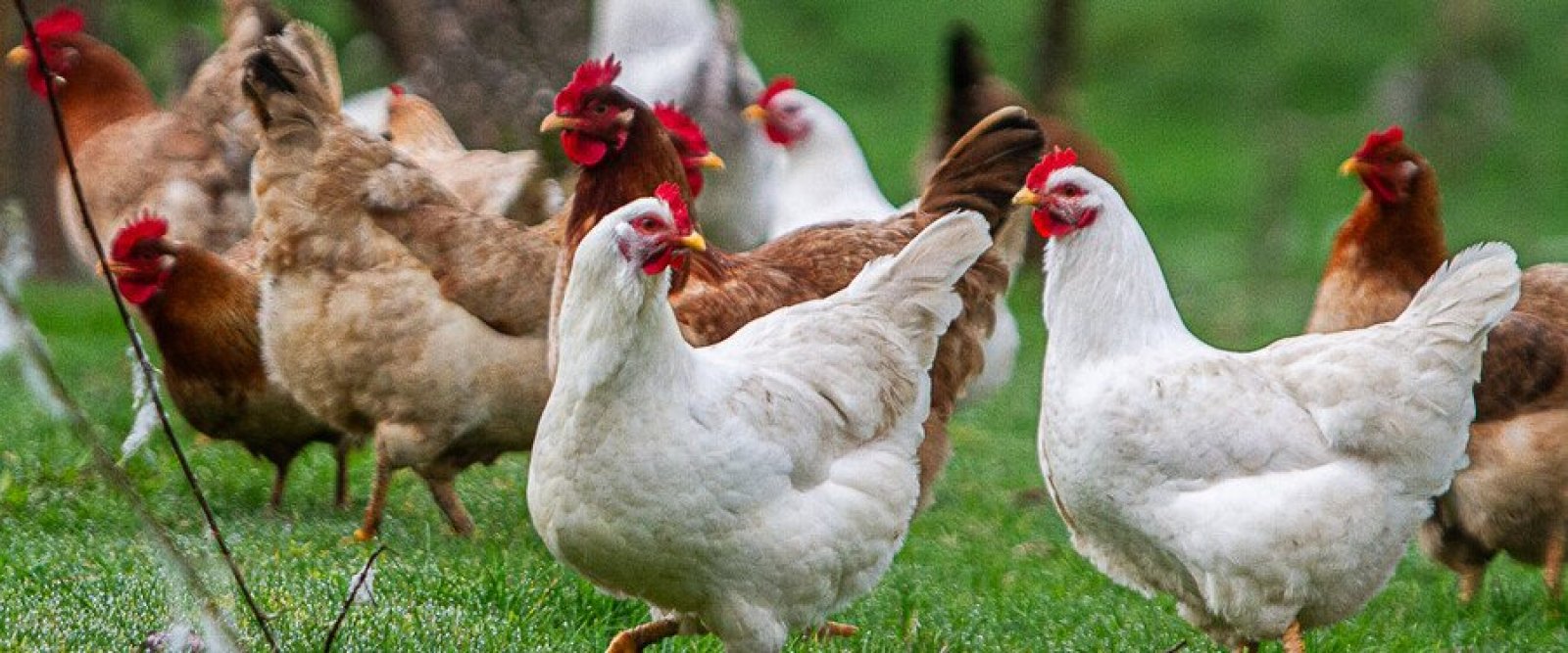 SAG refuerza vigilancia por brotes de influenza aviar en Argentina y Uruguay