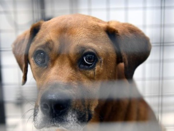 Formalizan a pareja por maltrato animal y agresión a menor en Mariquina