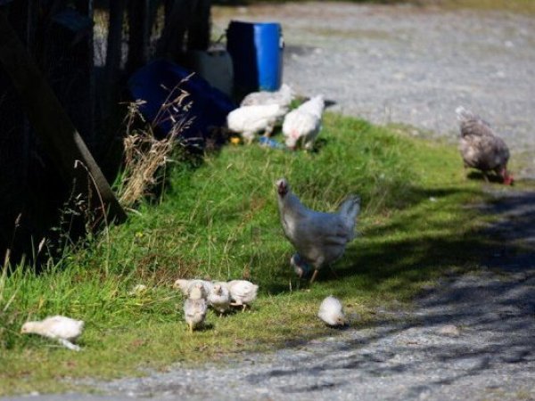 SAG confirma brote de gripe aviar en Cunco y activa protocolos de emergencia